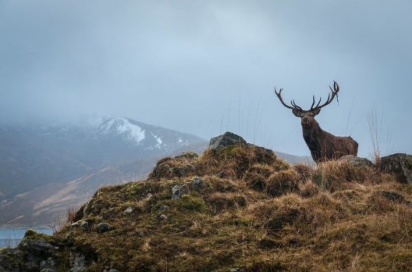 cervo-rosso-scozzese-sull-isola-di-bute